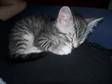 Bengal Cross Kitten Boy - Silver Markings 9 Weeks Old