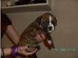 British Bulldog X Cross Puppies Ready For New Home Very....