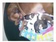 st bernard x boxer/mastiff puppies. mother is....