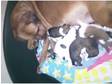 st bernard x boxer/mastiff puppies