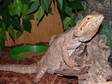 Male Bearded Dragon for Sale