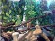 Lizards 2 Chinese Water Dragons Plus viv and all items....
