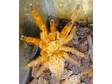 Orange Baboon Tarantular (obt)(reduced)